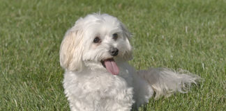 Maltese 606 0 Il Maltese